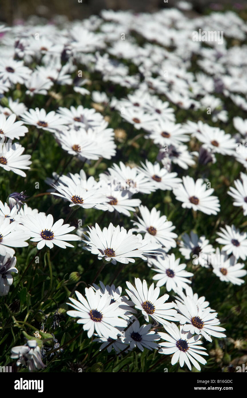 Weißer Umhang Gänseblümchen Blumen blühende Gänseblümchen osteospermum Nahaufnahme Stockfoto