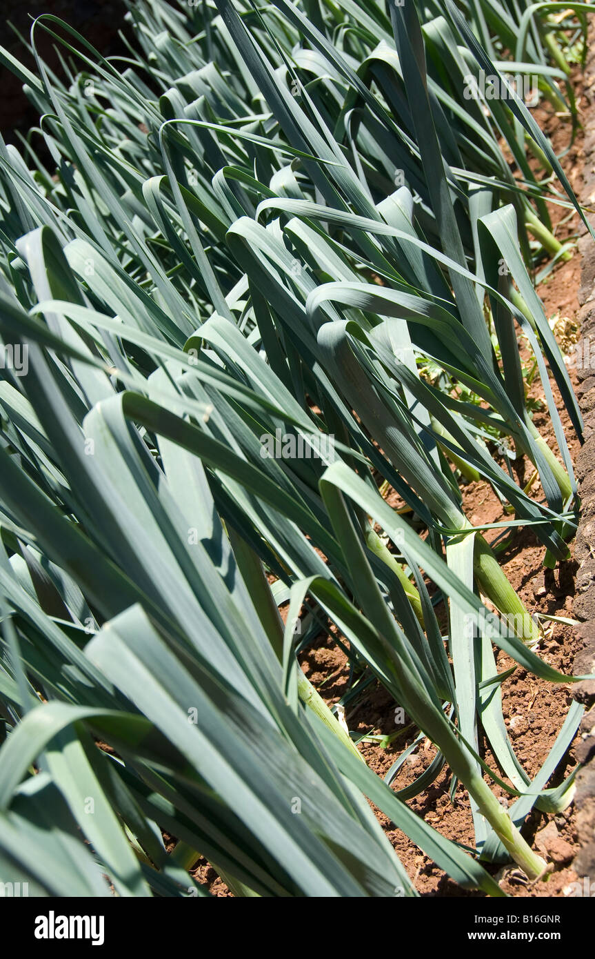 Nahaufnahme von Lauch Lauchpflanzen Pflanzen Gemüse wächst in Gemüsegarten Stockfoto
