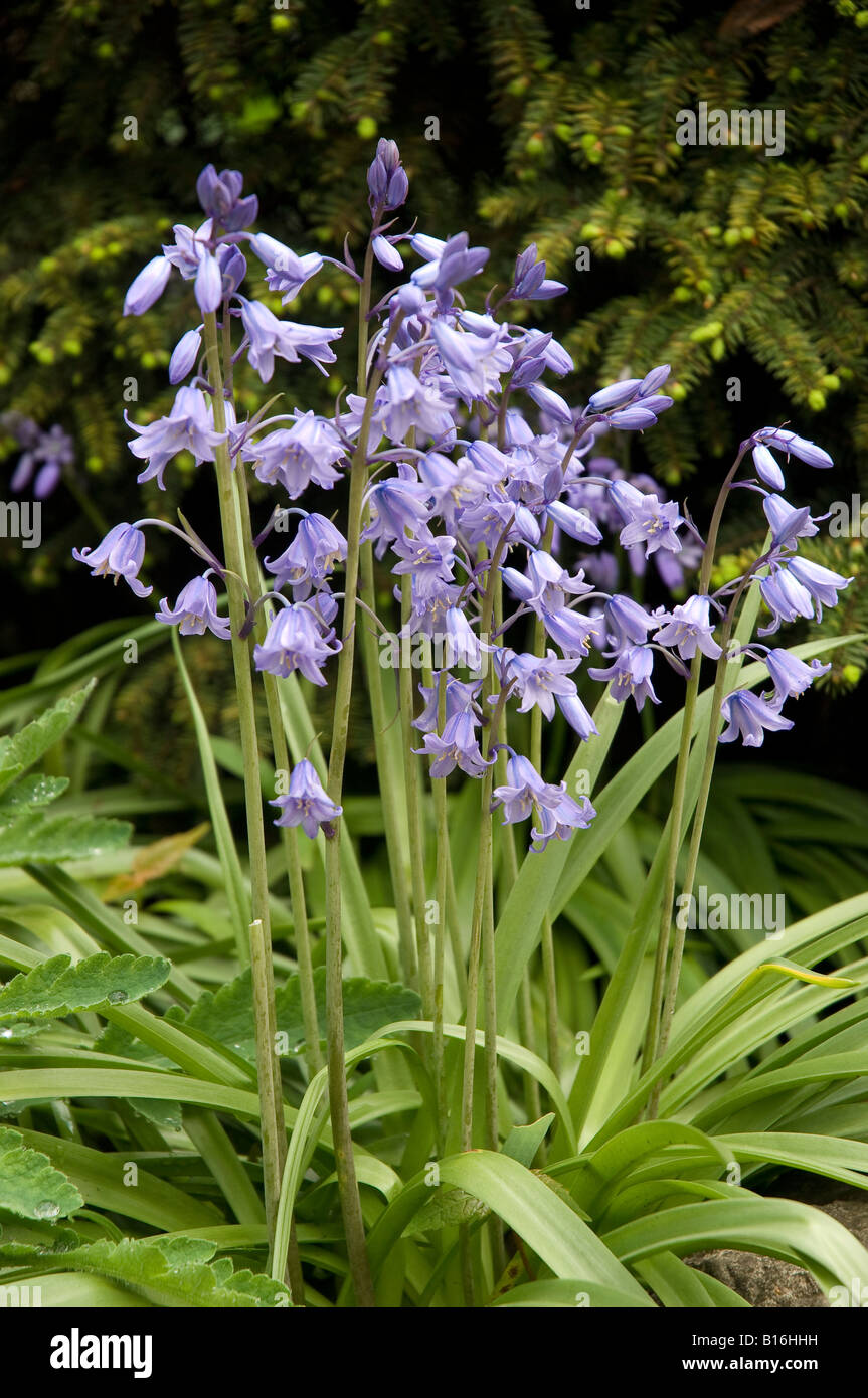 Im Frühjahr im Garten wachsende Blauzungenbläschen Hyacinthoides England Vereinigtes Königreich GB Großbritannien Stockfoto