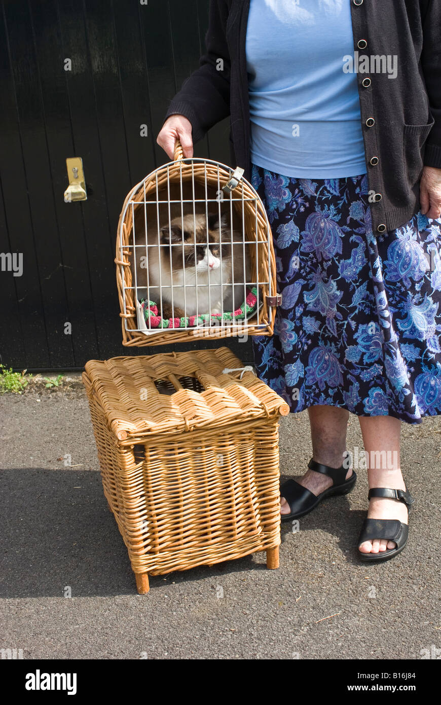 Ragdoll Hauskatzen in Körben bereit für die Reise Stockfoto