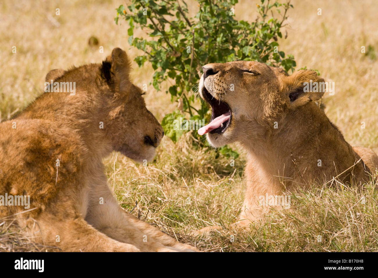 Closeup wildlife in lustigen Stellen baby Lion Cubs sprechen einem Gähnenden Mund weit geöffnet klemmt Zunge heraus, andere Suchen in offenen Mund liegen im Sonnenlicht Stockfoto