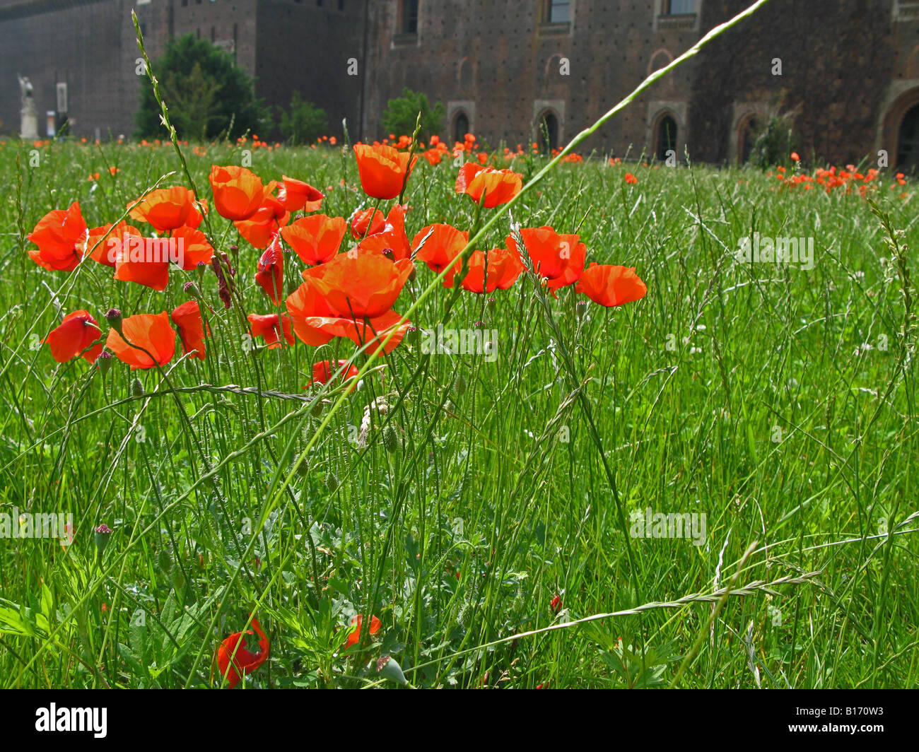 Rote Mohnblumen in grünen Rasen wächst Stockfoto