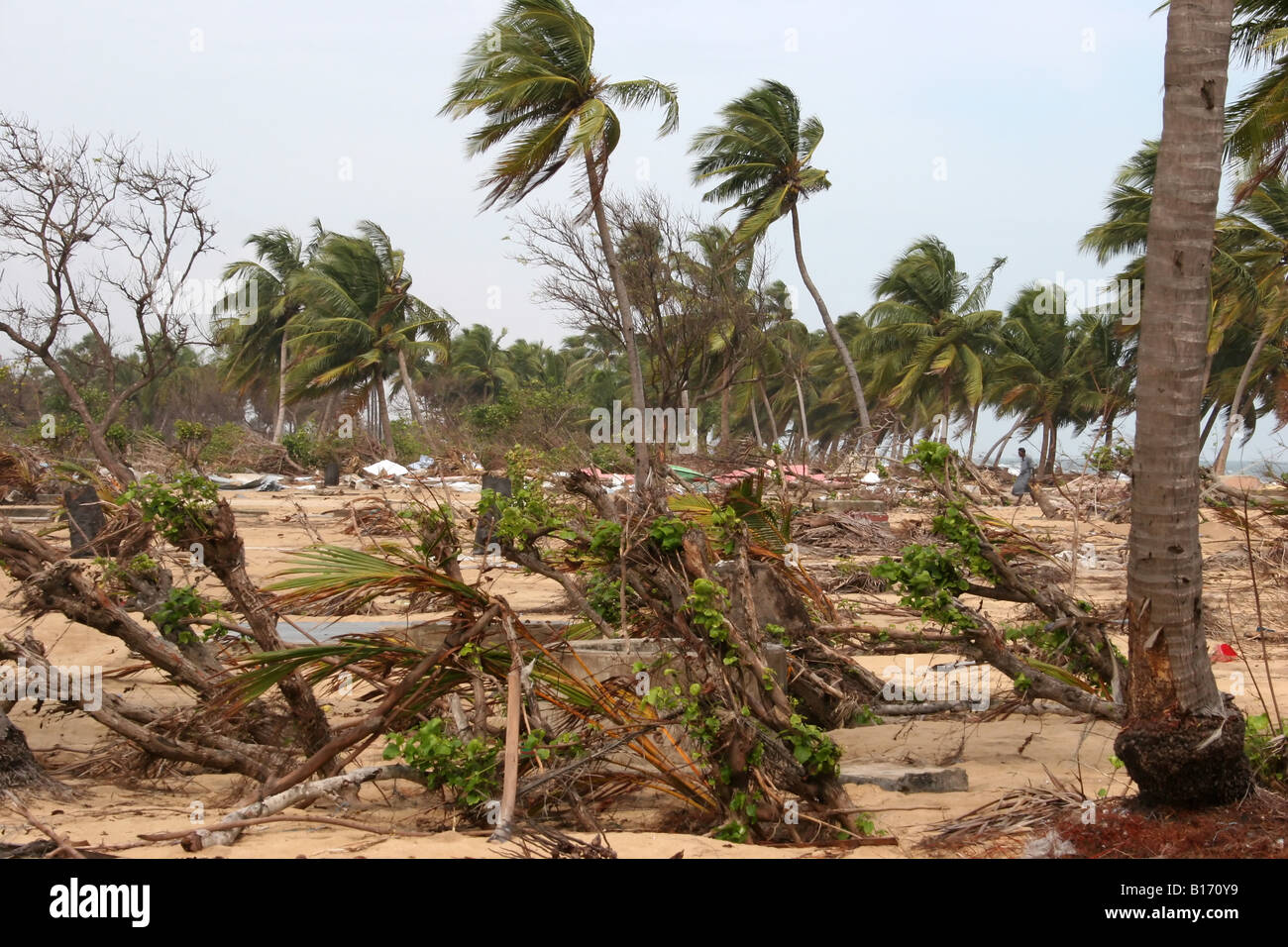 Ein ganzes Dorf in LTTE kontrollierten Gebiet wird von der Halbinsel Jaffna abgeflacht, das im Jahr 2004 durch den Tsunami zerstört wird. Stockfoto
