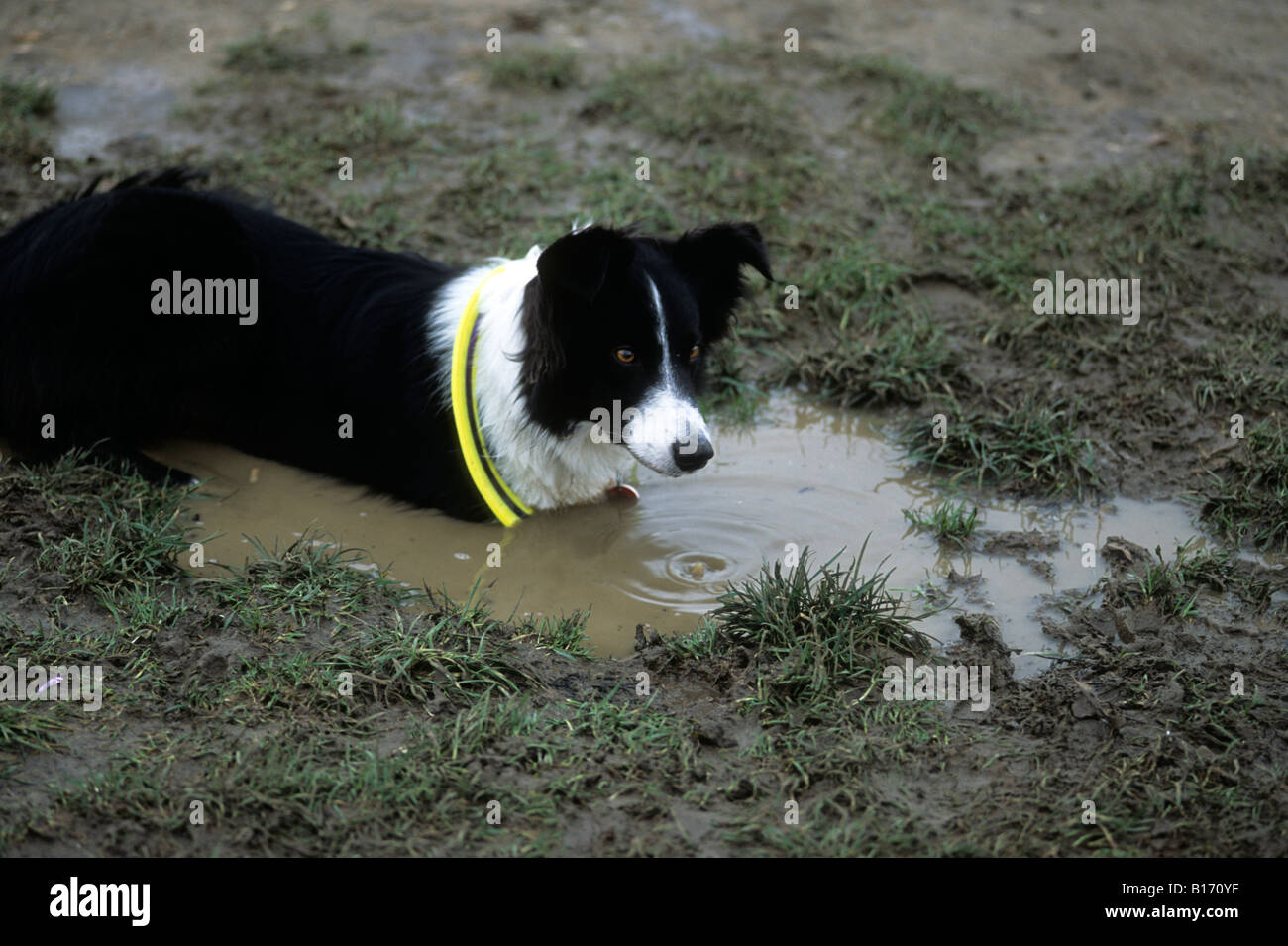 Hund mit Frisbee spielen in schlammigen Pfütze Stockfoto