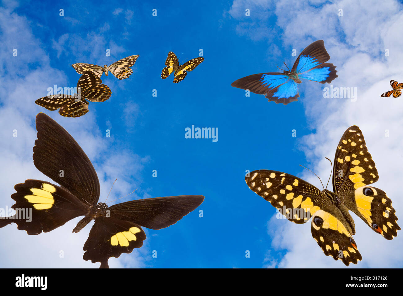 Schmetterlinge in den Himmel Stockfoto