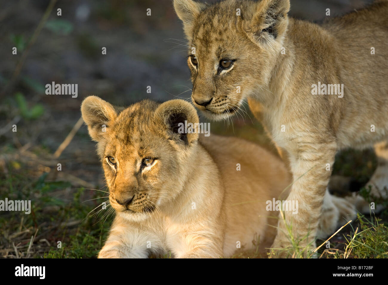 Closeup 2 niedlichen Baby Lion Cubs spielen zusammen 1 sonnendurchflutete Gesicht warmen Sonnenuntergang Abendlicht, geringe Tiefenschärfe soft Hintergrund Okavango Delta Botswana Stockfoto