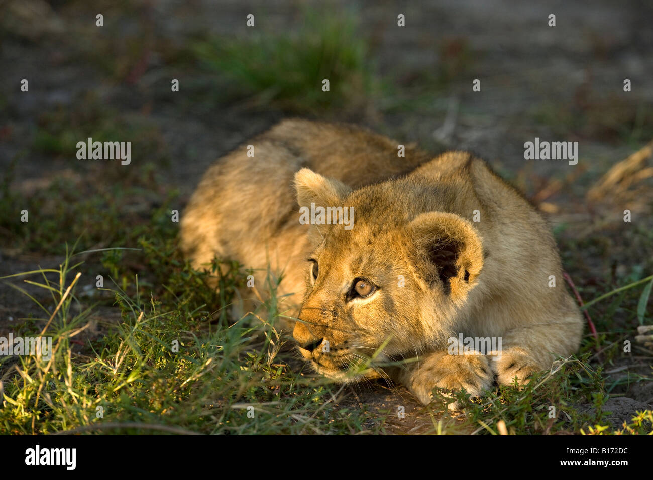 Closeup wild Baby lion Cub, unschuldig und verspielt sonnenbeschienenen liegend im Gras Pfoten zusammen bereit, Moremi Okavango Delta Botswana zu stürzen, Gesicht Stockfoto