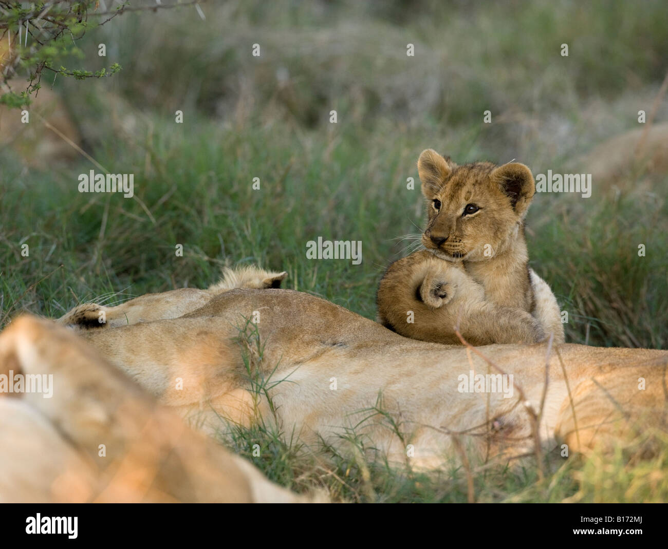 Closeup 2 lustige kleine Baby Lion Cubs Hug während Neben schlafenden Mutter lion spielen, geringe Tiefenschärfe grünes Gras, Moremi Okavango Delta Botswana Stockfoto