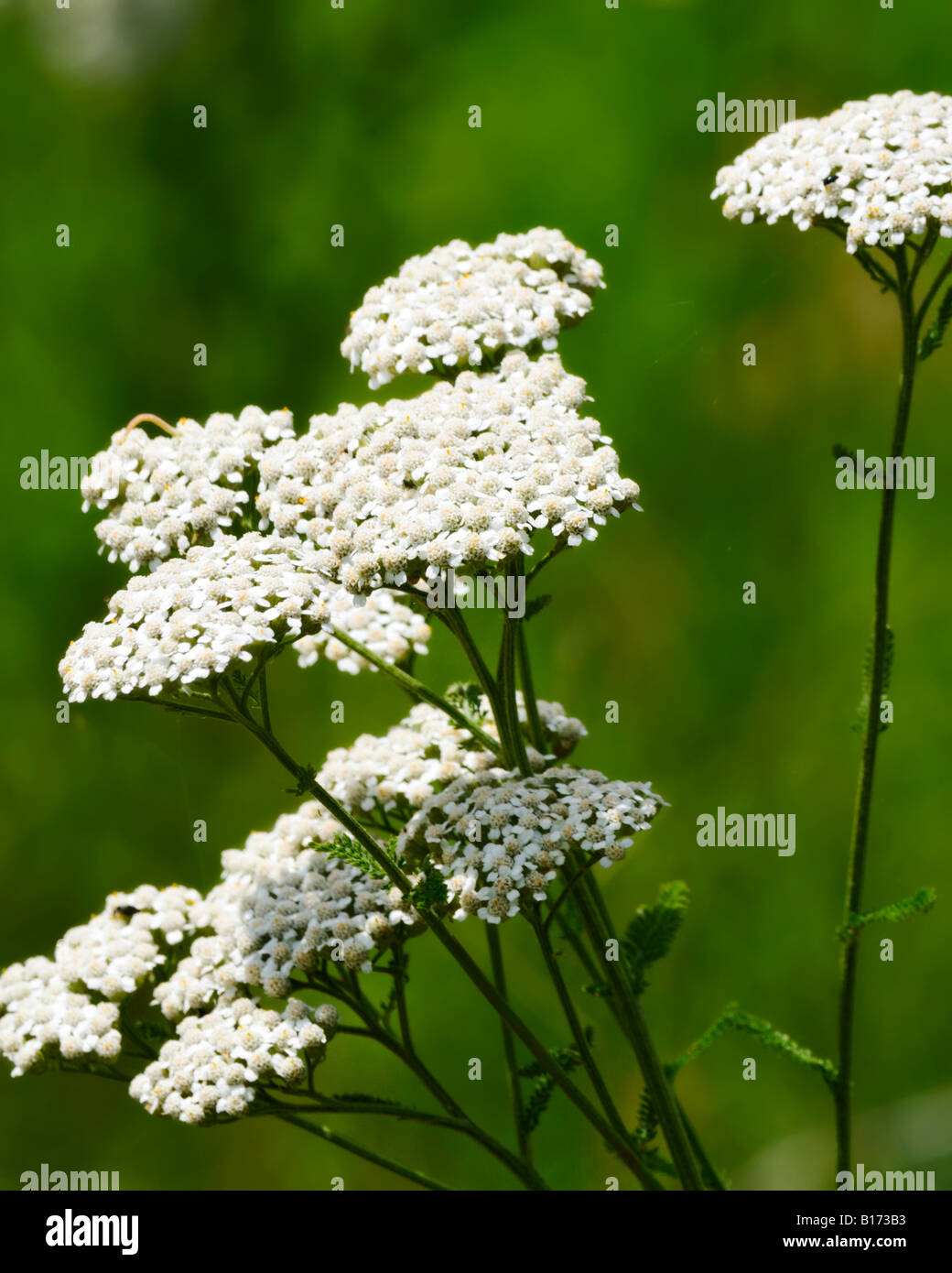 Gemeinsamen weiße Schafgarbe, Achillea Millefolium, eine Wildblume, die einst in der Kräutermedizin von Indianern in Nordamerika. Oklahoma, USA. Stockfoto