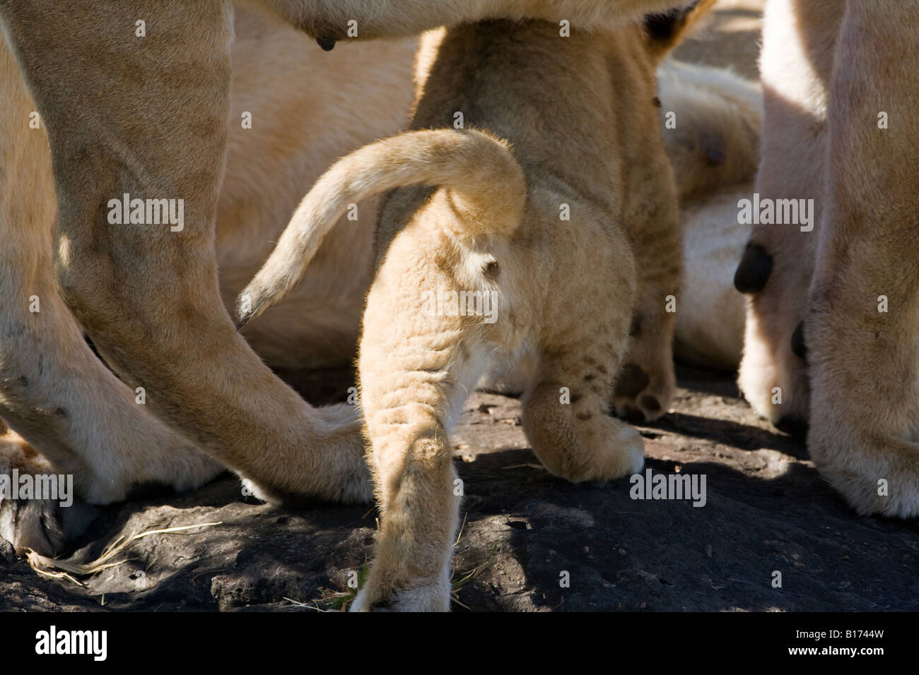 Detailansicht der hinteren Geschichte Blick auf adorable kleine Baby lion Cub gehen unter Mutter reiben auf ihren Bauch, Sauger sichtbar geschwollen mit Milch, Maasai Mara in Kenia Stockfoto