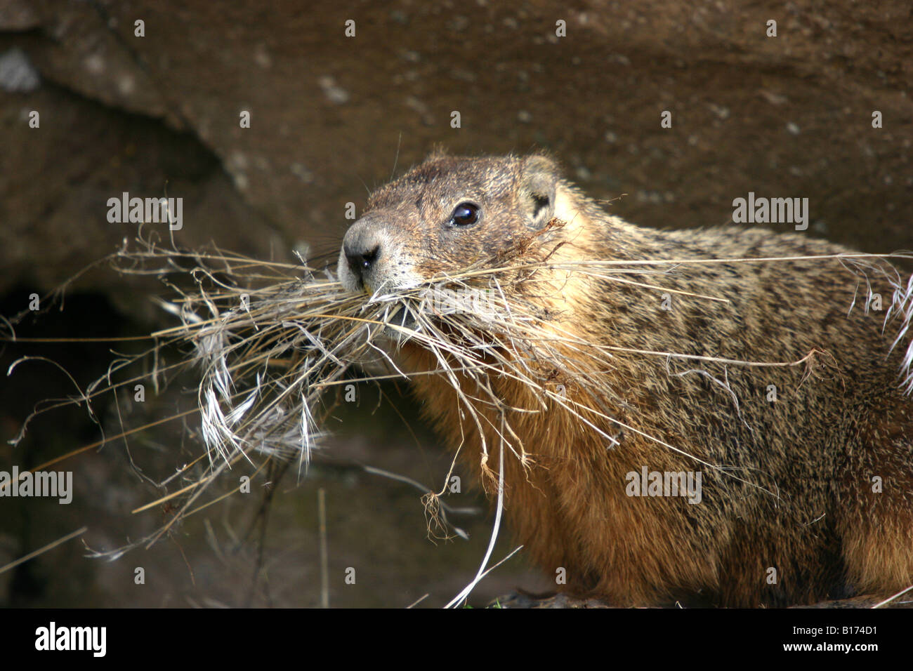 Hoary Murmeltier (Marmota Caligata) sammeln Verschachtelung matterial Stockfoto