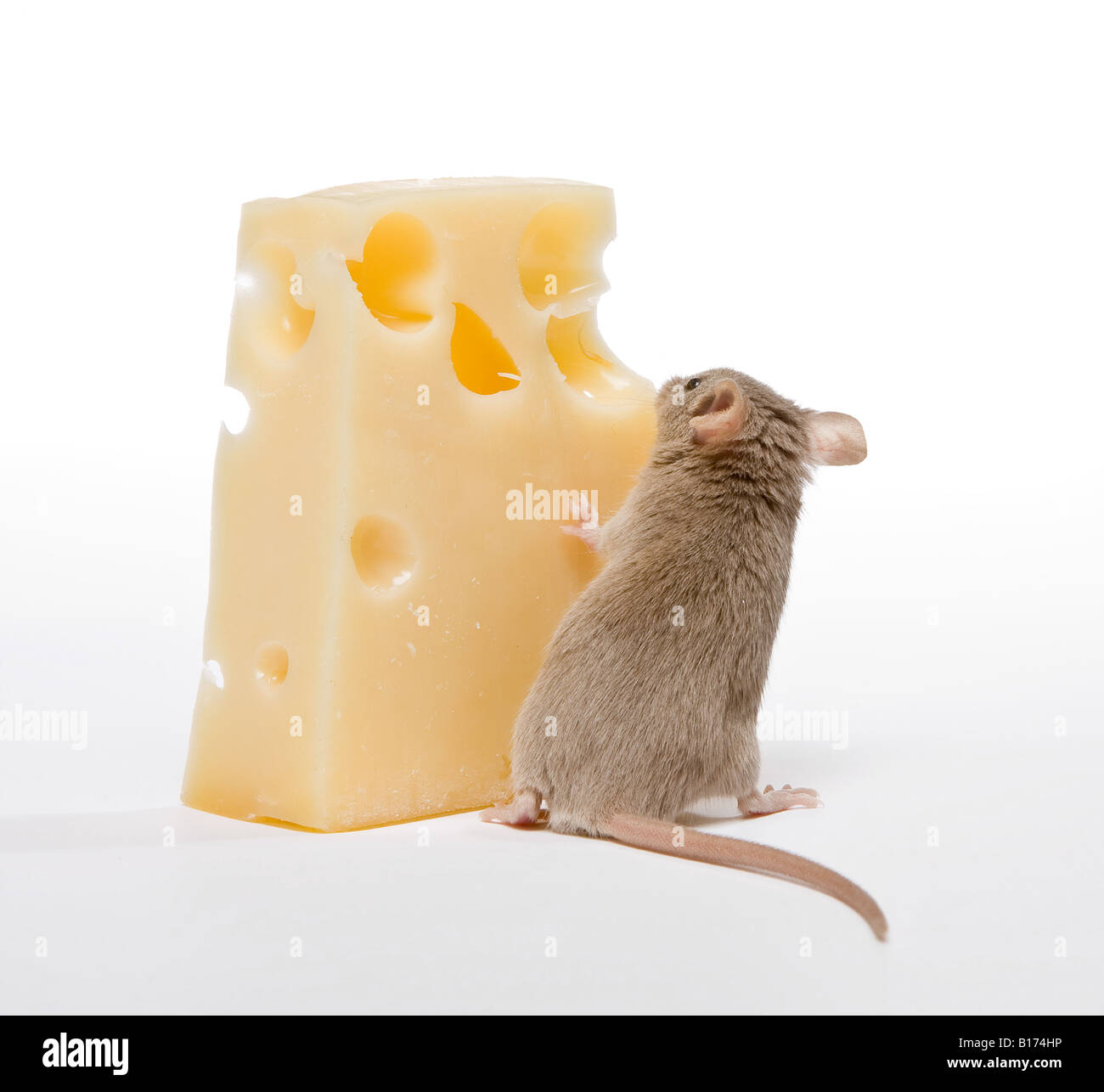 Kleine graue Maus versteckt sich hinter einem Bic Stück Käse Stockfoto
