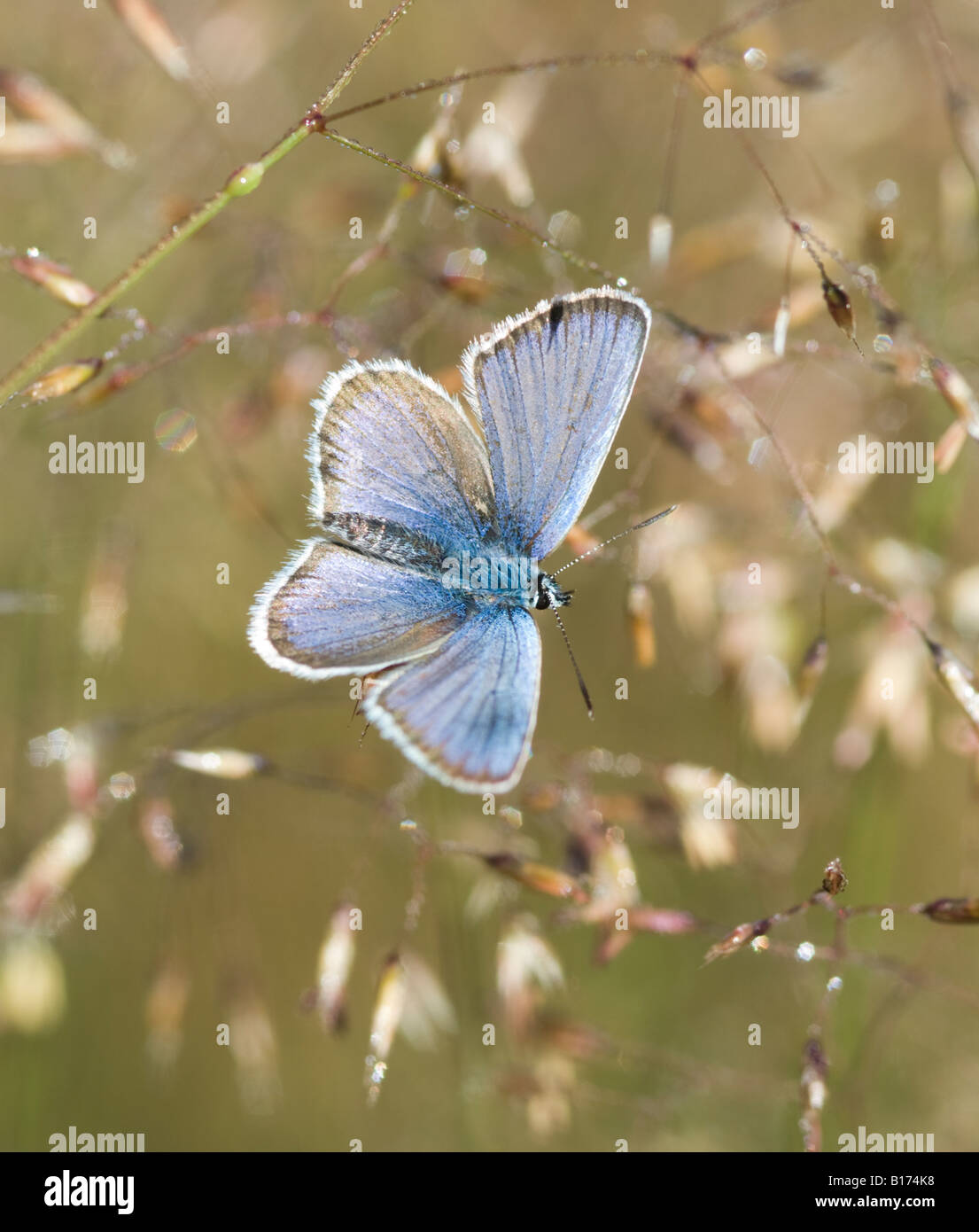 Schmetterling. Silber bespannt blau, Plebejus argus, männlich warm in der Sonne, Flügel offen, Iping Common, Midhurst, West Sussex, Großbritannien, Mai Stockfoto
