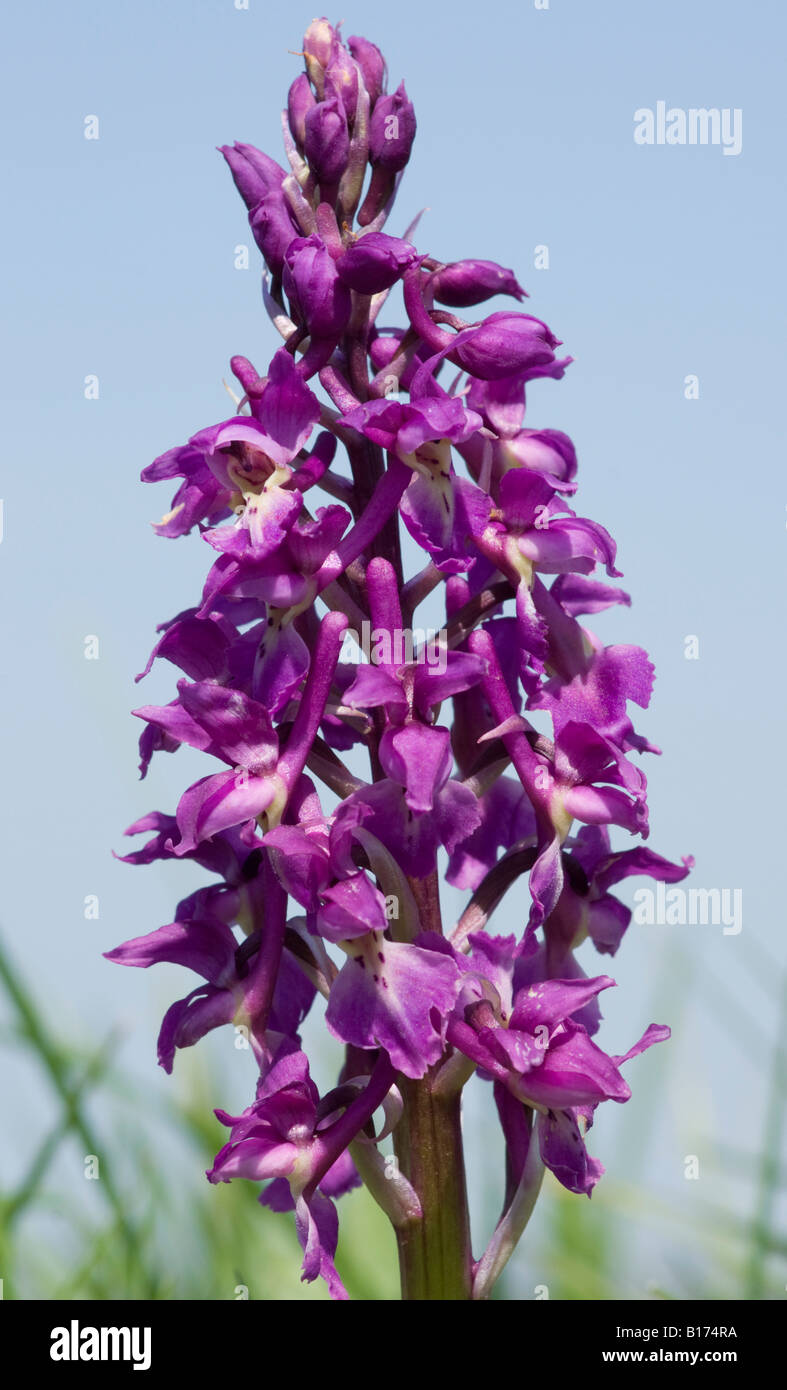 Frühe lila Orchidee Orchis mascula Stockfoto