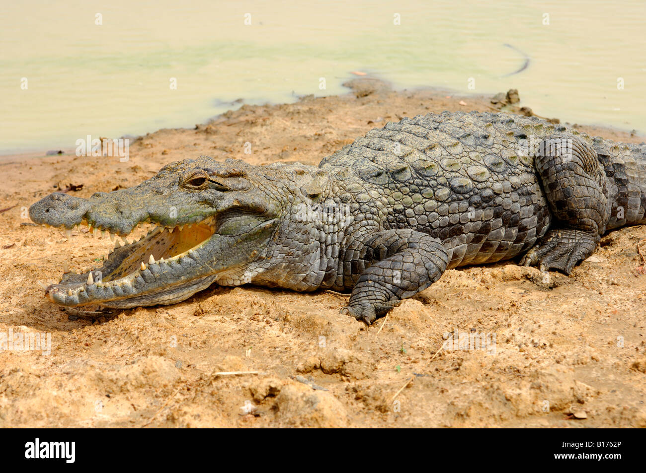 Nil-Krokodil, Crocodylus Niloticus, nimmt ein Sonnenbad an Land, Heiligen Krokodile Bazoulé, Burkina Faso Stockfoto