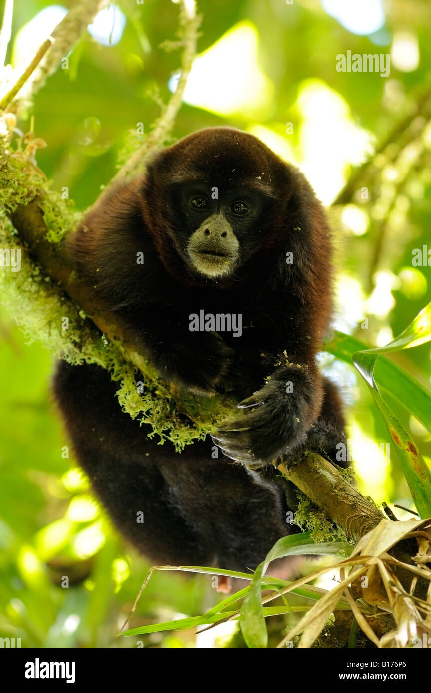 Gelb-tailed Woolly Monkey Oreonax Flavicauda WILD Alto Mayo Amazonas Peru Stockfoto