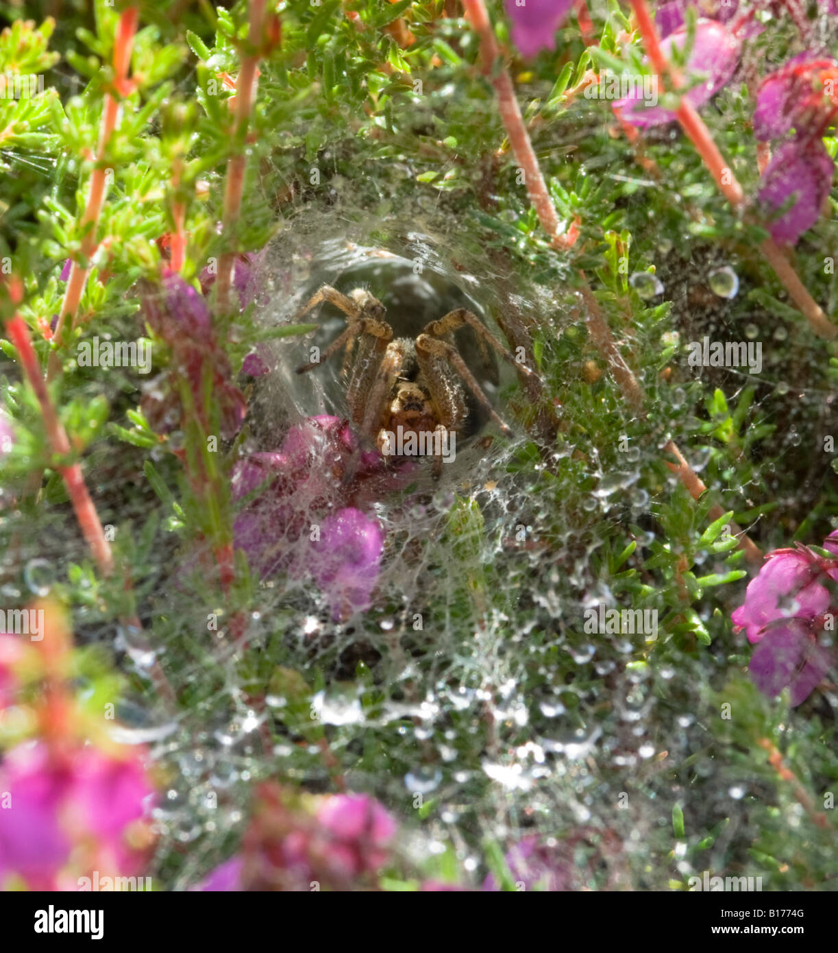 Spinne, Agelena Labyrinthica in röhrenförmigen Rückzug der Spinngewebe, Tau, West Sussex, UK, Juni Stockfoto