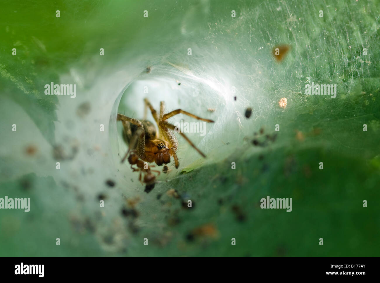 Spinne, Agelena Labyrinthica in röhrenförmigen Rückzug der Spinngewebe mit Lebensmittel Schutt, West Sussex, UK, Juni Stockfoto