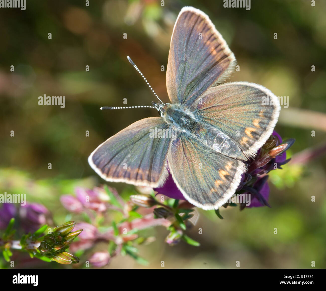 Silber-besetztes Blau, Plebejus argus, weiblich mit Flügeln ausgebreitet wärmend in der Sonne, Iping Common, Midhurst, West Sussex, Großbritannien, Mai Stockfoto