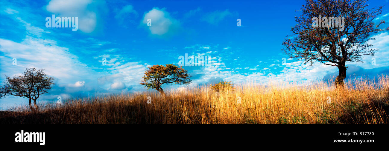 Irland, Weißdorn Bäume Stockfoto