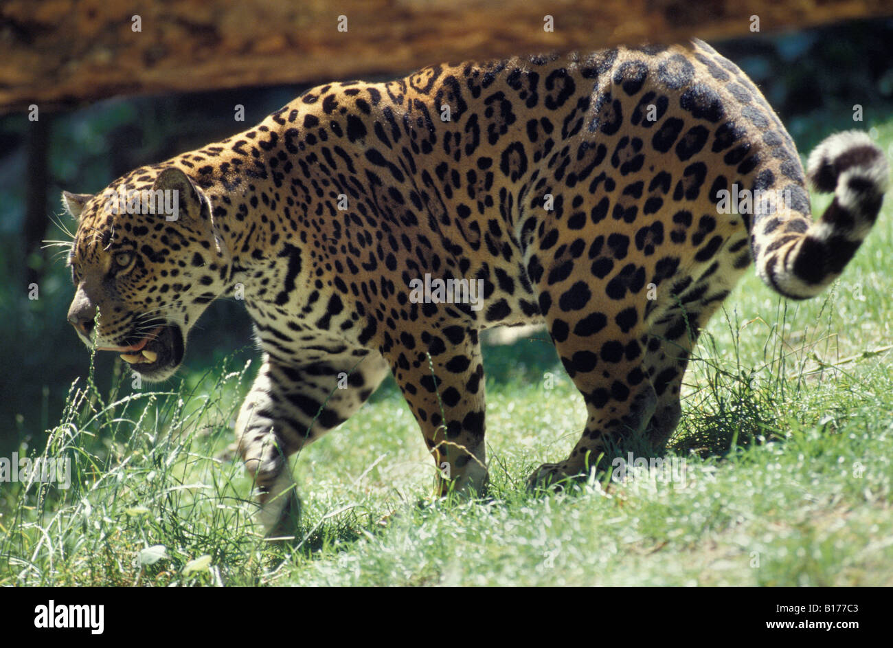 Jaguar Jaguar Panthera Onca im Regenwald Tiere große Katzen Carnivora Raubtiere Felidae Grosskatzen Jaguare Katzen Säugetiere Natu Stockfoto