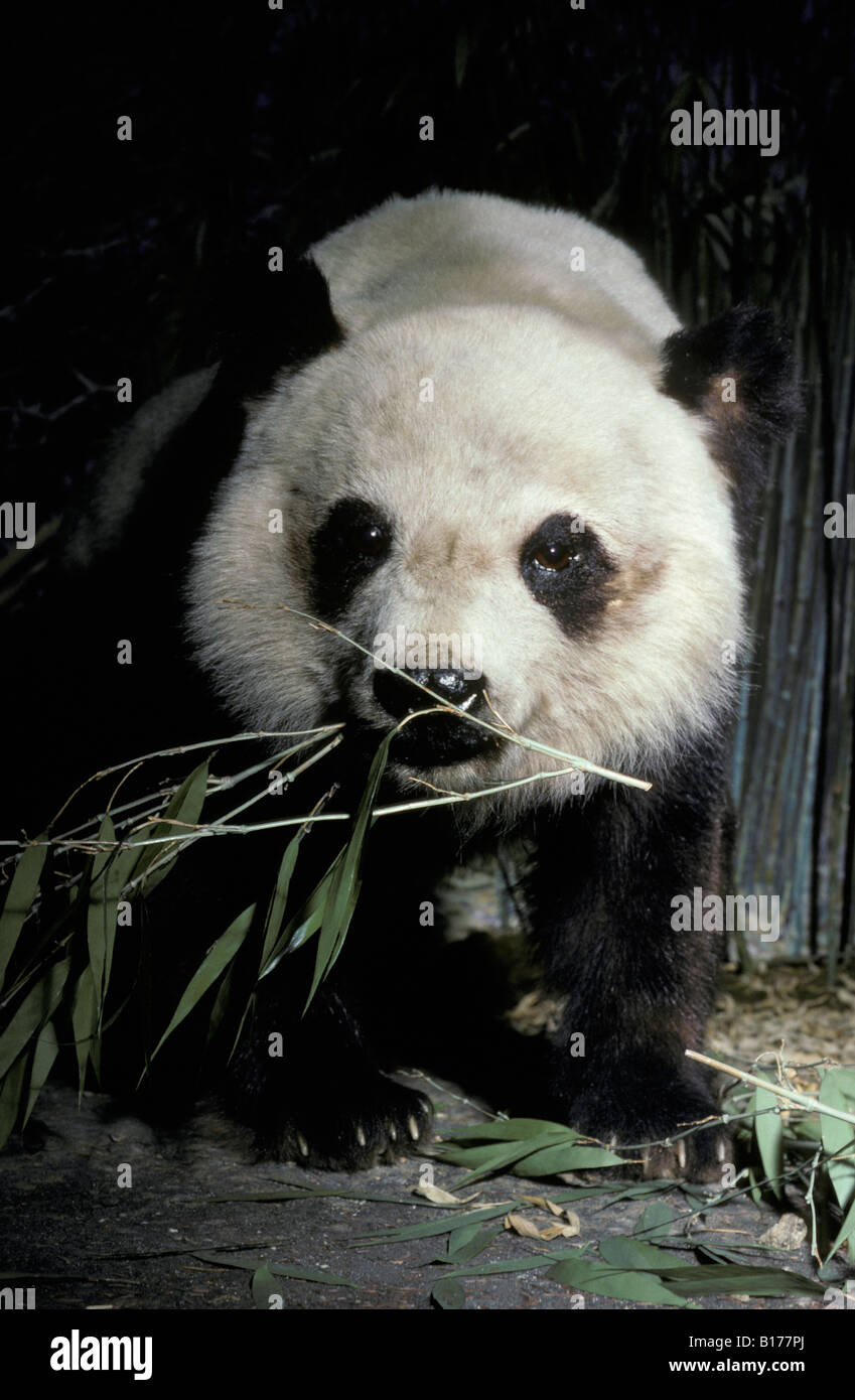 Großen Panda Grosser Panda Bambusbaer Ailuropoda Melanoleuca Giant