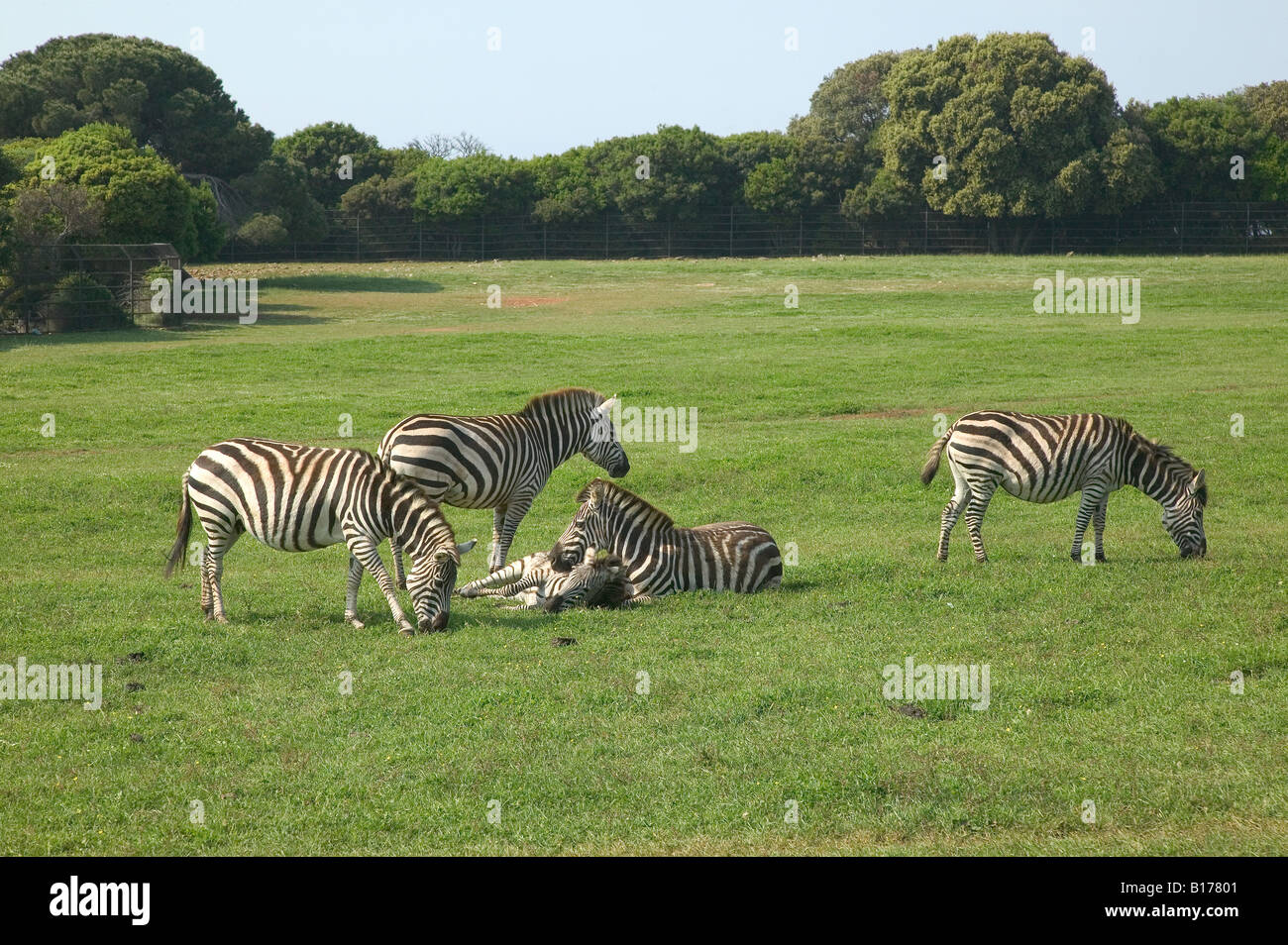 Zebra auf Brijuni / Safaripark Brioni Inseln, Veli Brijun, in der Nähe von Pula, Kroatien Stockfoto
