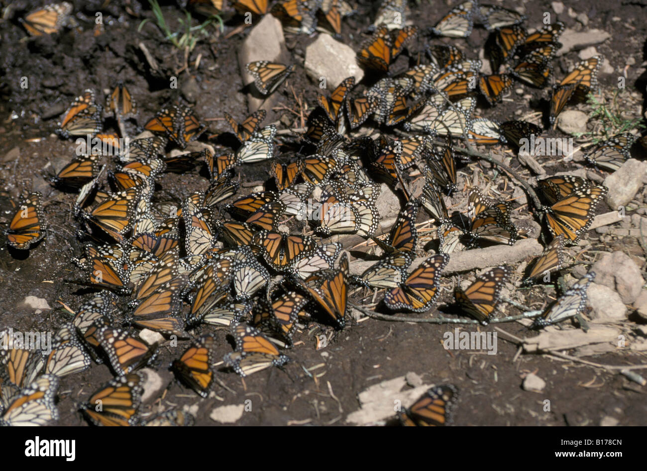 Monarques Monarchfalter Monarchen Danaus Plexippus auf Migration Tiere Arthropoda Arthropoden Edelfalter Gliederfuesser Insecta ich Stockfoto