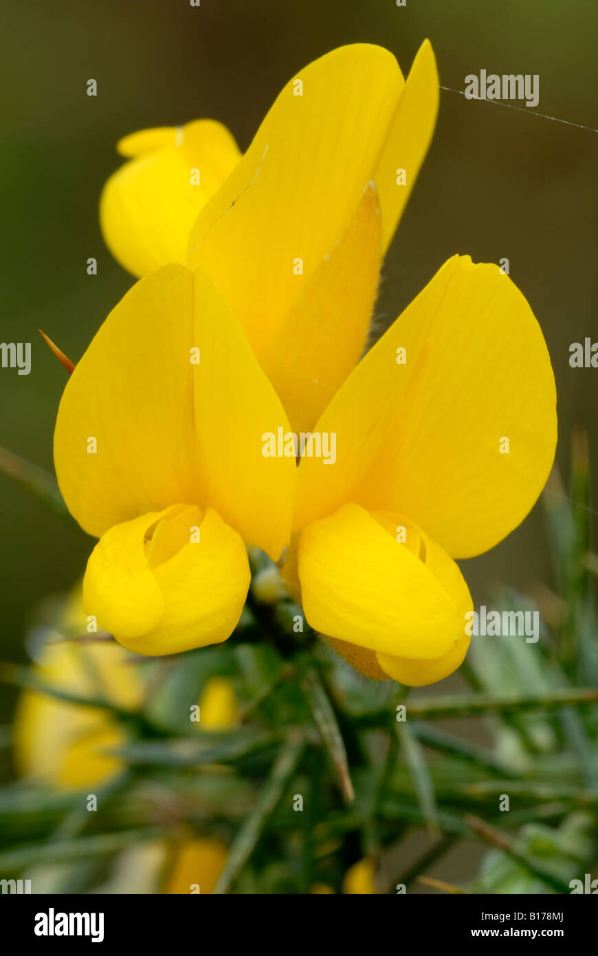 Gorse flower Ulex europaeus, Wales, Großbritannien. Stockfoto