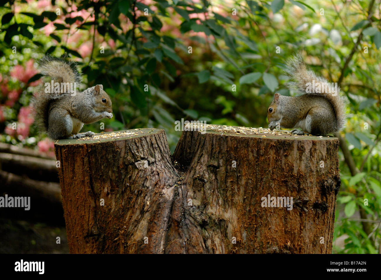Zwei graue Eichhörnchen füttern auf einem Baumstamm Stockfoto