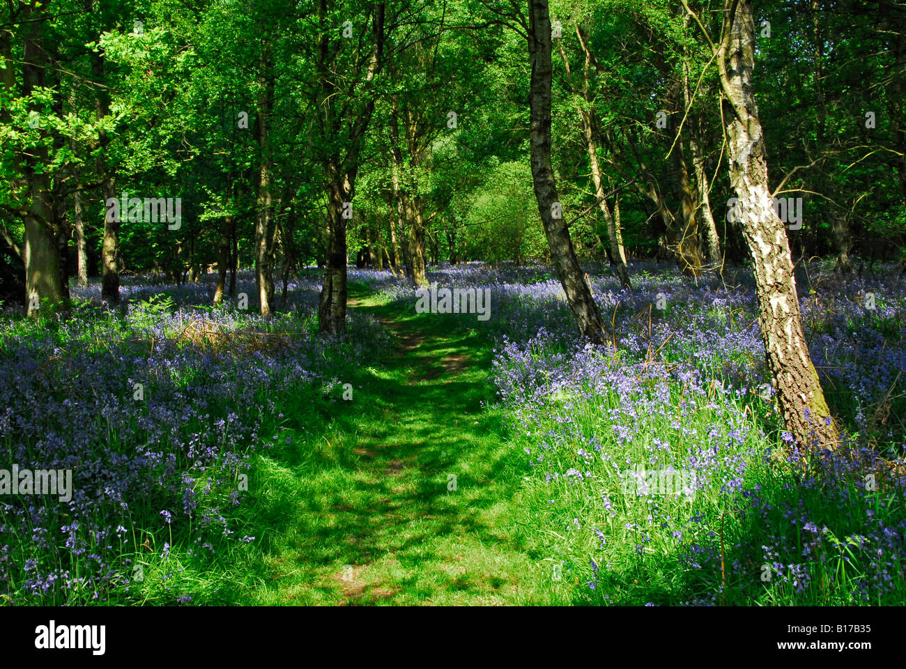 Bluebell Holz mit viel Sonnenschein und Schatten Stockfoto