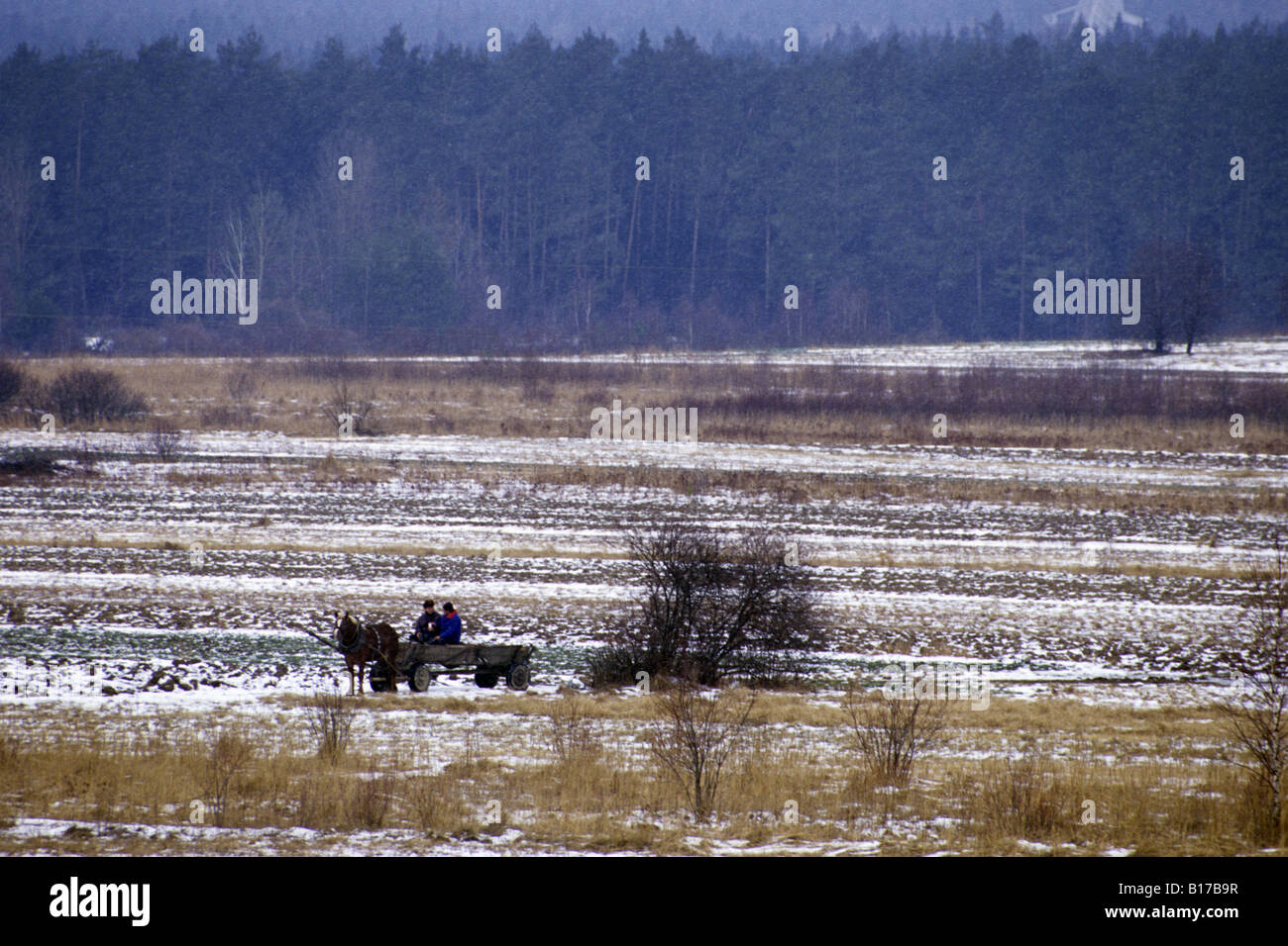 Polen Woiwodschaft Świętokrzyskie Pferd Kabelbaum Kutsche winter Stockfoto