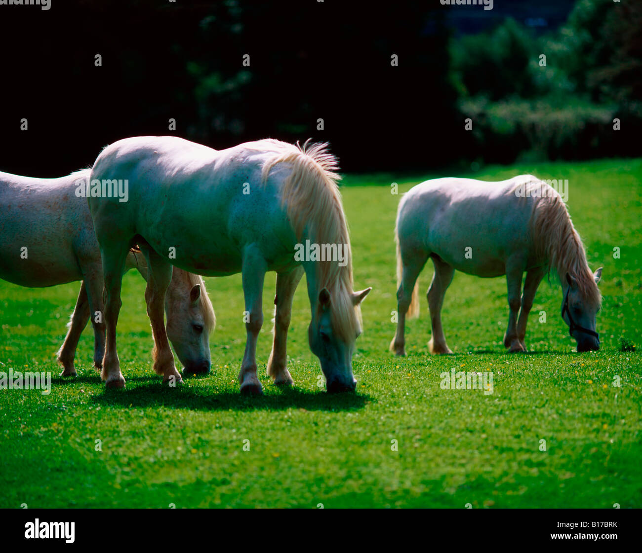 Weiße Pferde, Irland Stockfoto