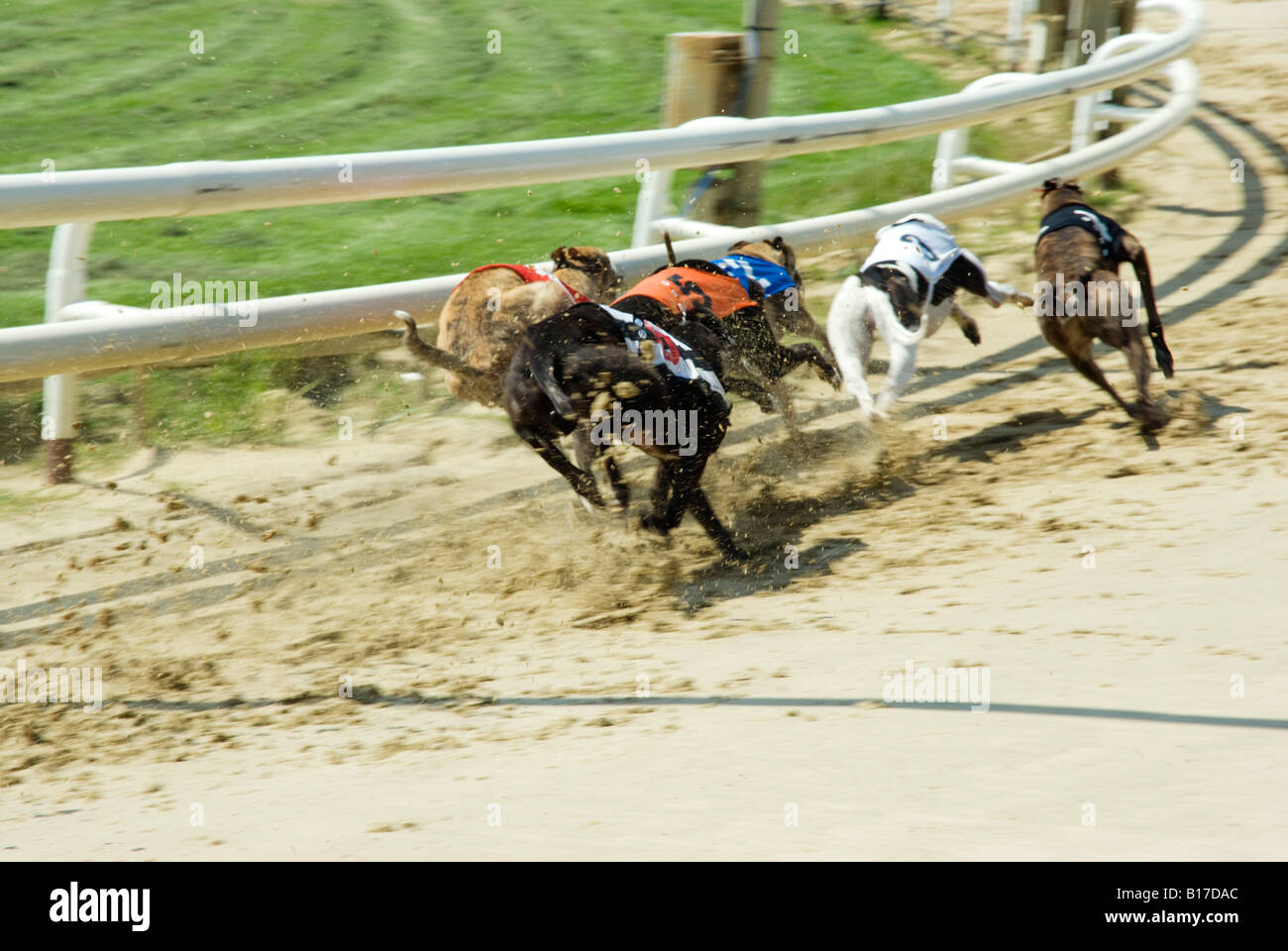 Windhunde Rennen in Romford Stockfoto