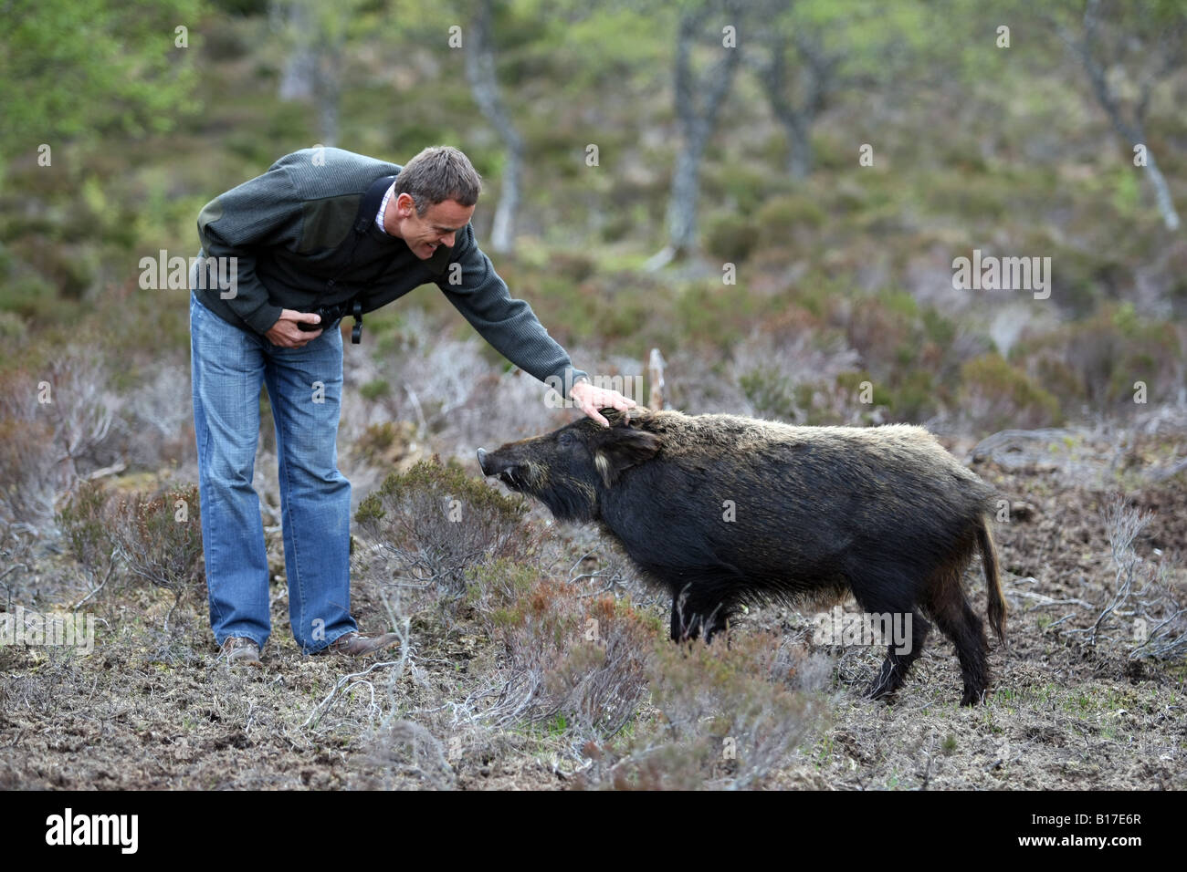 Multi-Millionär Paul Lister, Wildschwein und Elche auf seinem Landsitz in Alladale, Sutherland, Schottland eingeführt hat Stockfoto