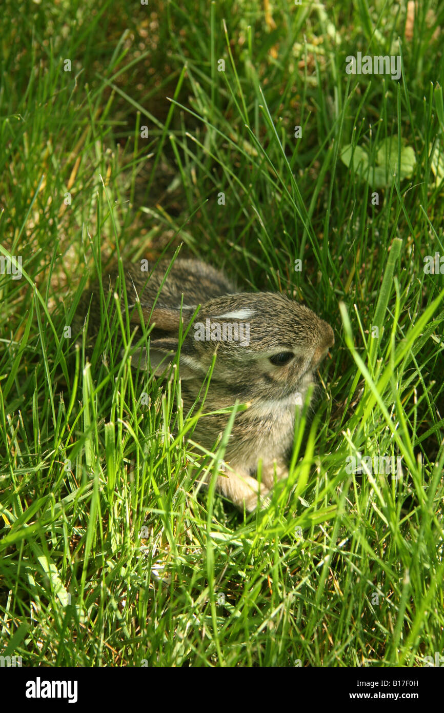 Östlichen Cottontail Kaninchen Kätzchen versteckt in hohe Gräser. Stockfoto