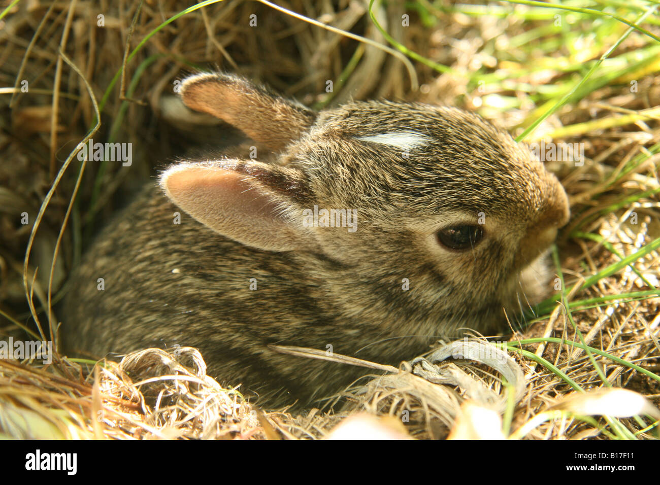 Östlichen Cottontail (Sylvilagus Floridanus) Kaninchen Kätzchen aus einem Loch kommen. Die Babys haben einen weißen Fleck auf der Stirn. Stockfoto