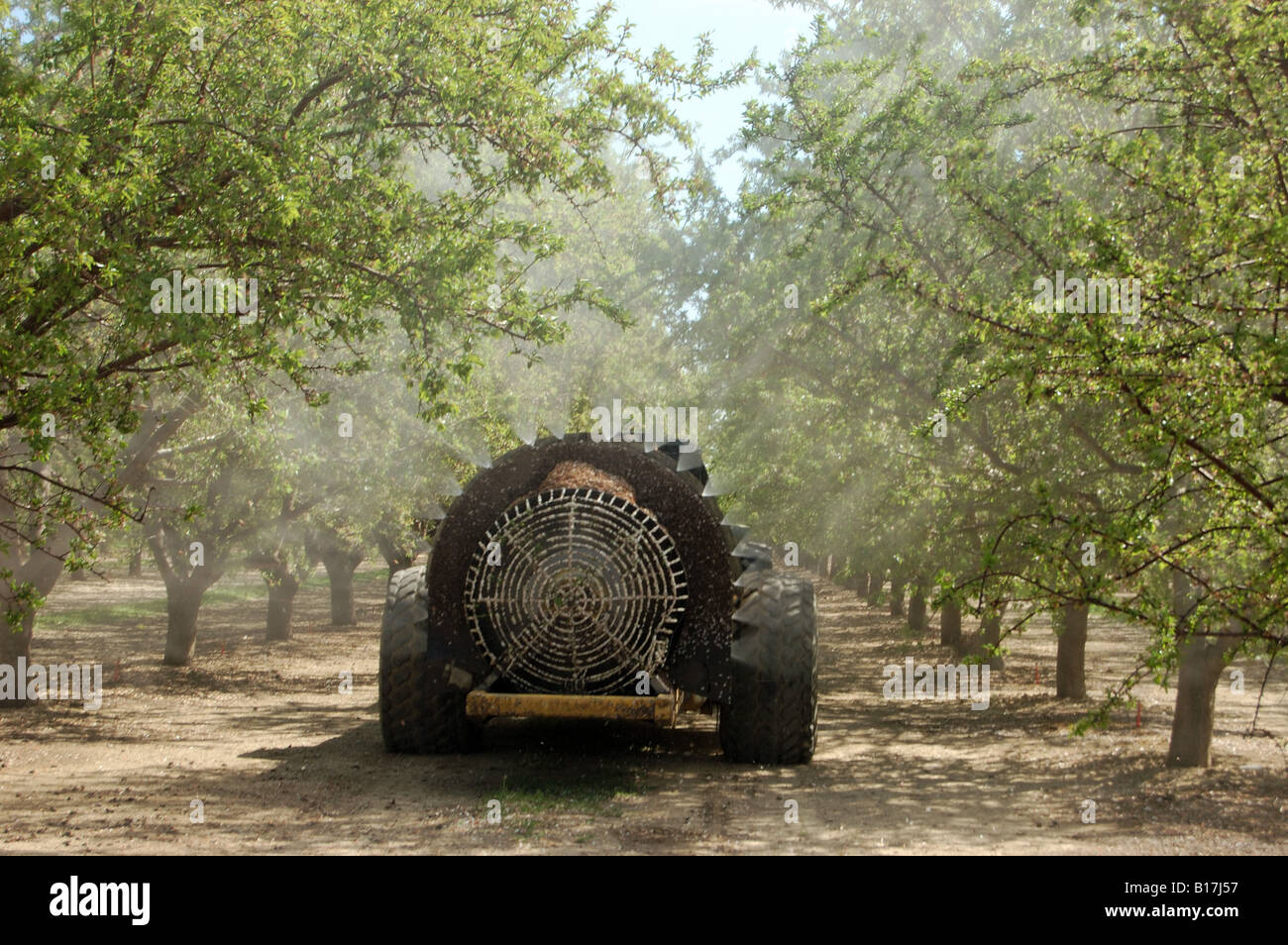 Anwendung der Nährstoff Blattsprühmittel eine Mandel Obstgarten-Frühjahr 2008 Stockfoto