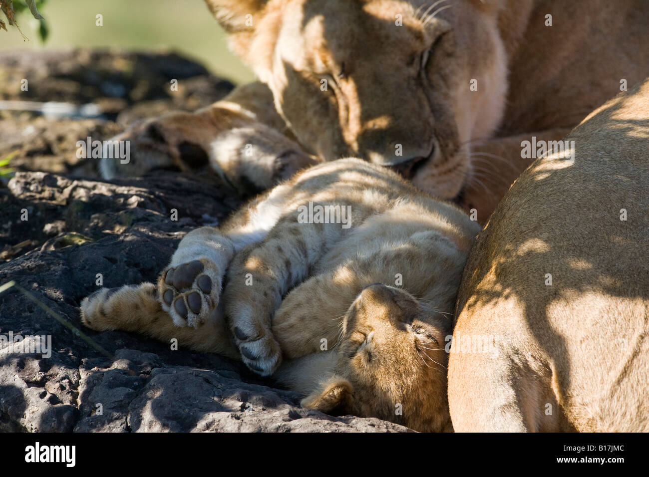 Nahaufnahme Landschaft Mutter und kleine Baby lion cub Schlafen auf dem Rücken Pfoten gewickelt berühren Mom Sonnenlicht auf Gesicht Panthera leo Masai Mara Kenia Stockfoto