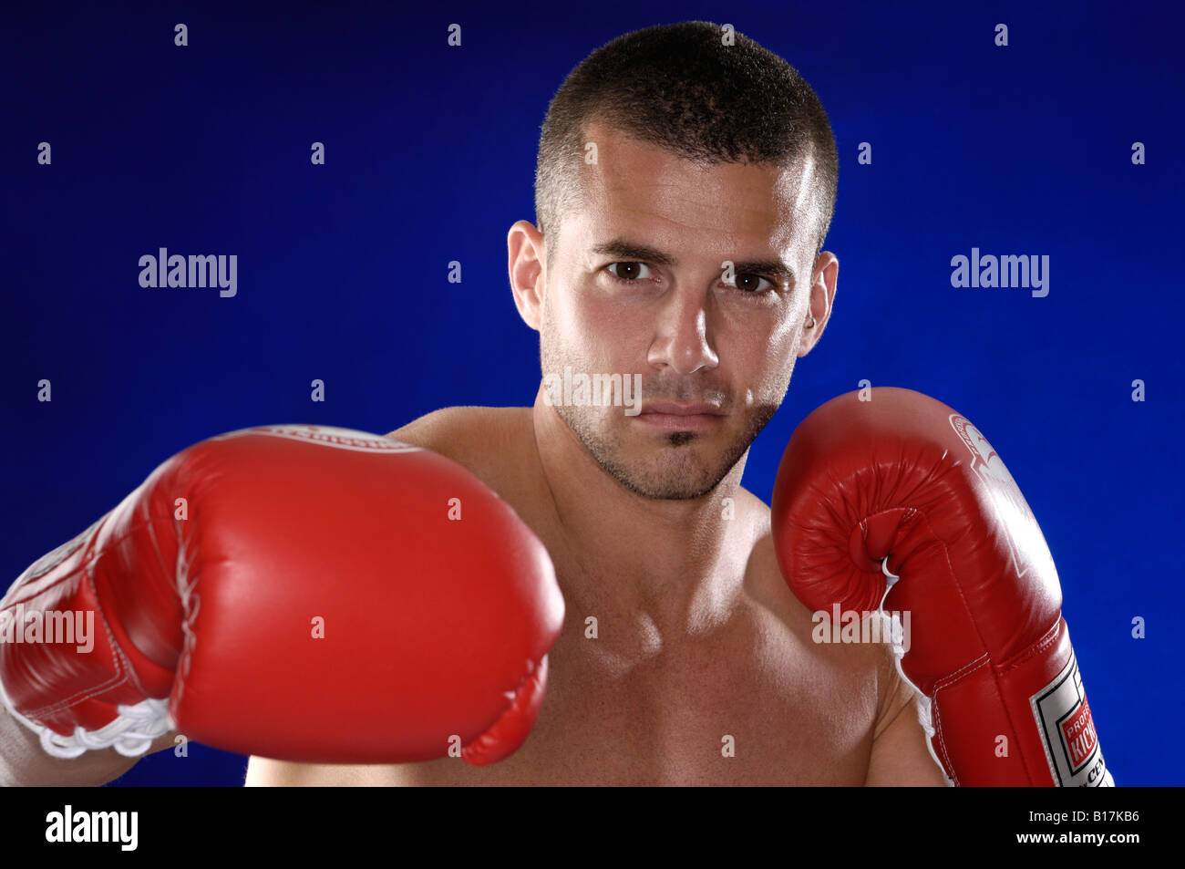 Boxer Stockfoto