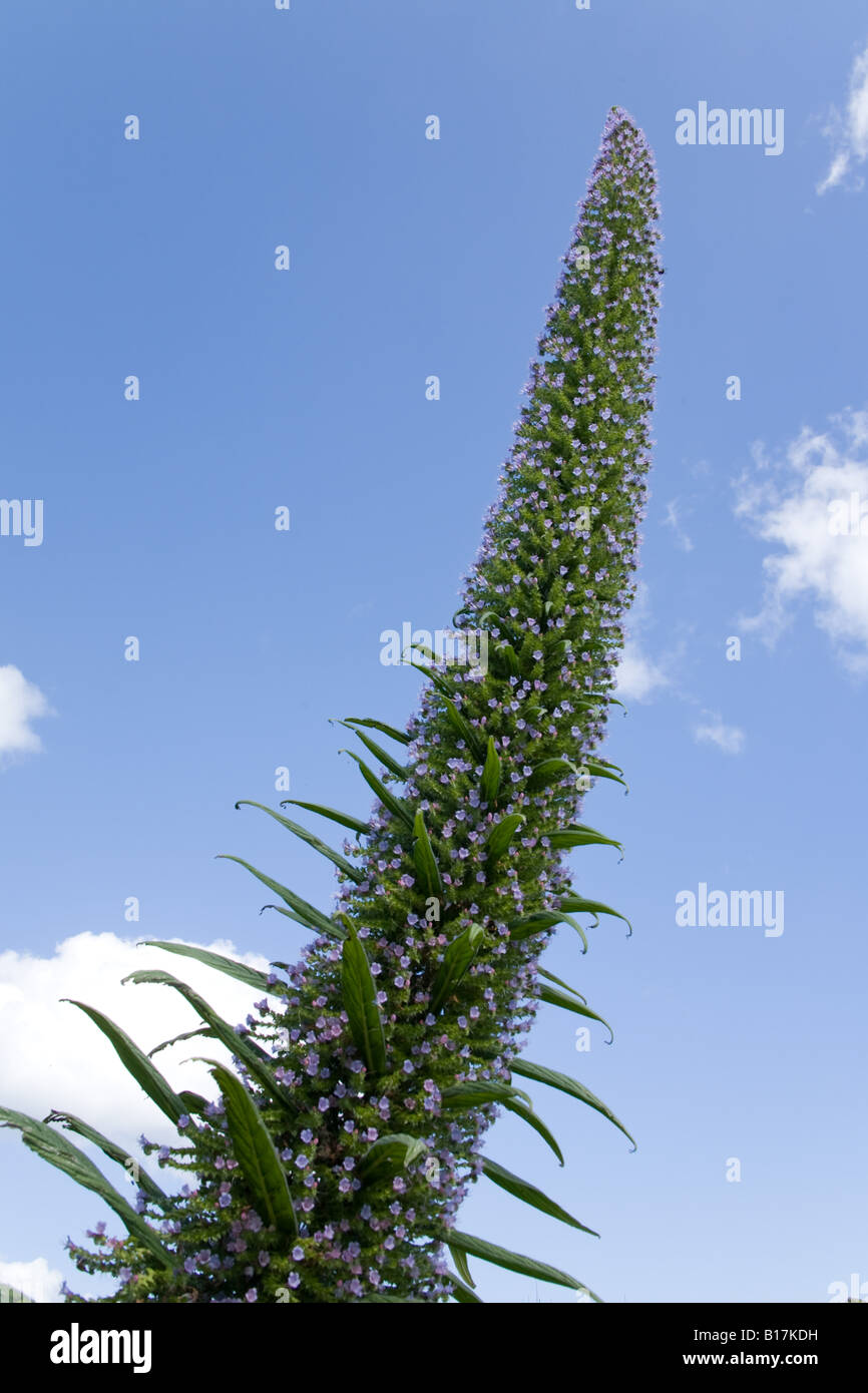 Riesige Echium Blume in voller Blüte St Mawes Cornwall England Stockfoto