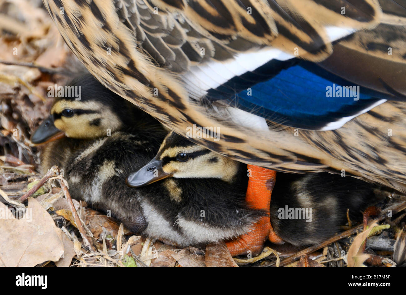 Weibliche Stockente Anas Platyrhynchos mit Entchen Stockfoto