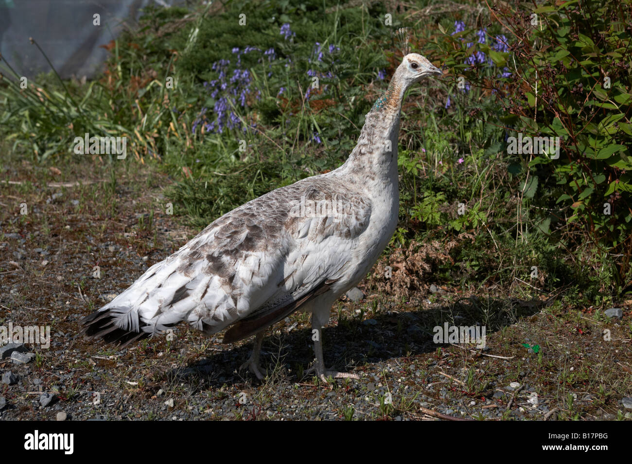 weibliche Pfauenhennen in einem Garten in der Grafschaft, Nord-Irland Stockfoto