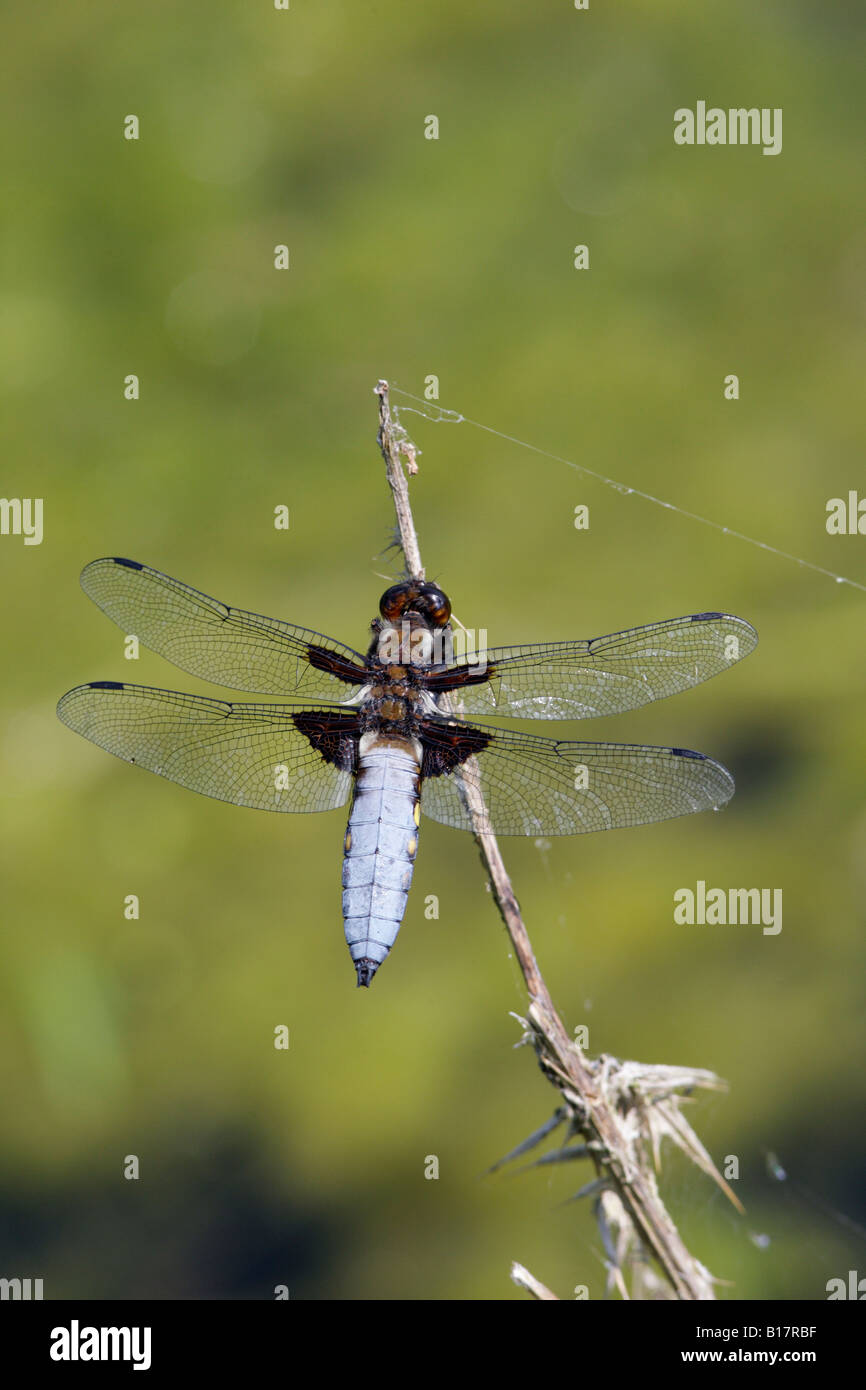 Breit-bodied Chaser Libellula Depressa ruhenden Potton Bedfordshire Stockfoto