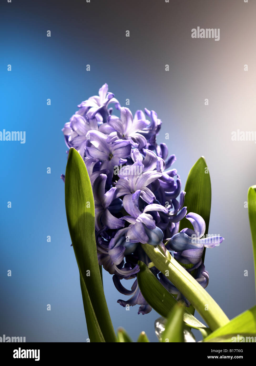 Blaue Hyazinthe Blume Blau und grau Hintergrund blaue Blume mit grünen Blättern Blume Stillleben grüne Blätter Stockfoto