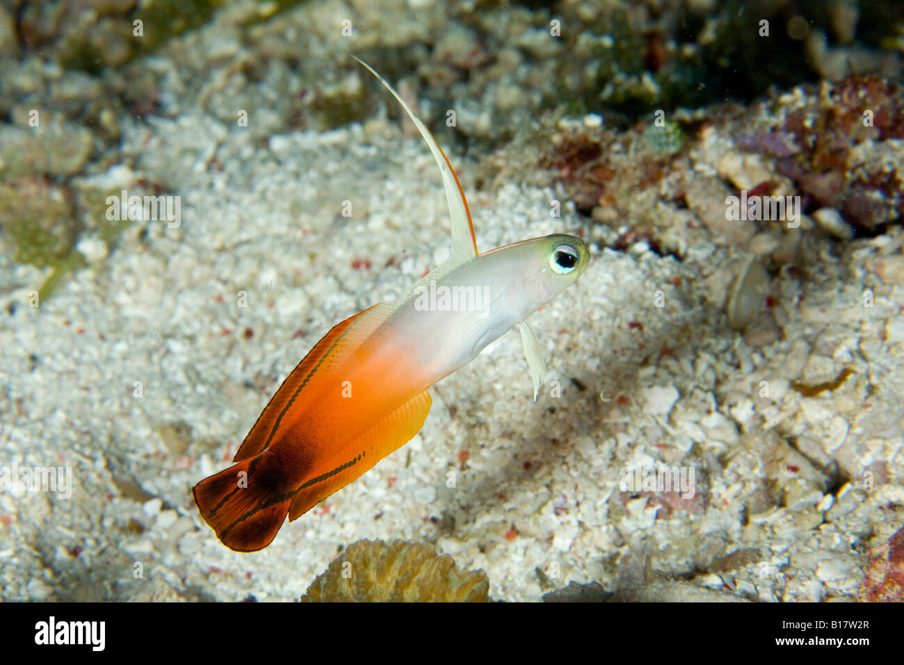 Feuer Grundel Nemateleotris Magnifica Alona Beach Panglao Insel Bohol Philippinen Stockfoto