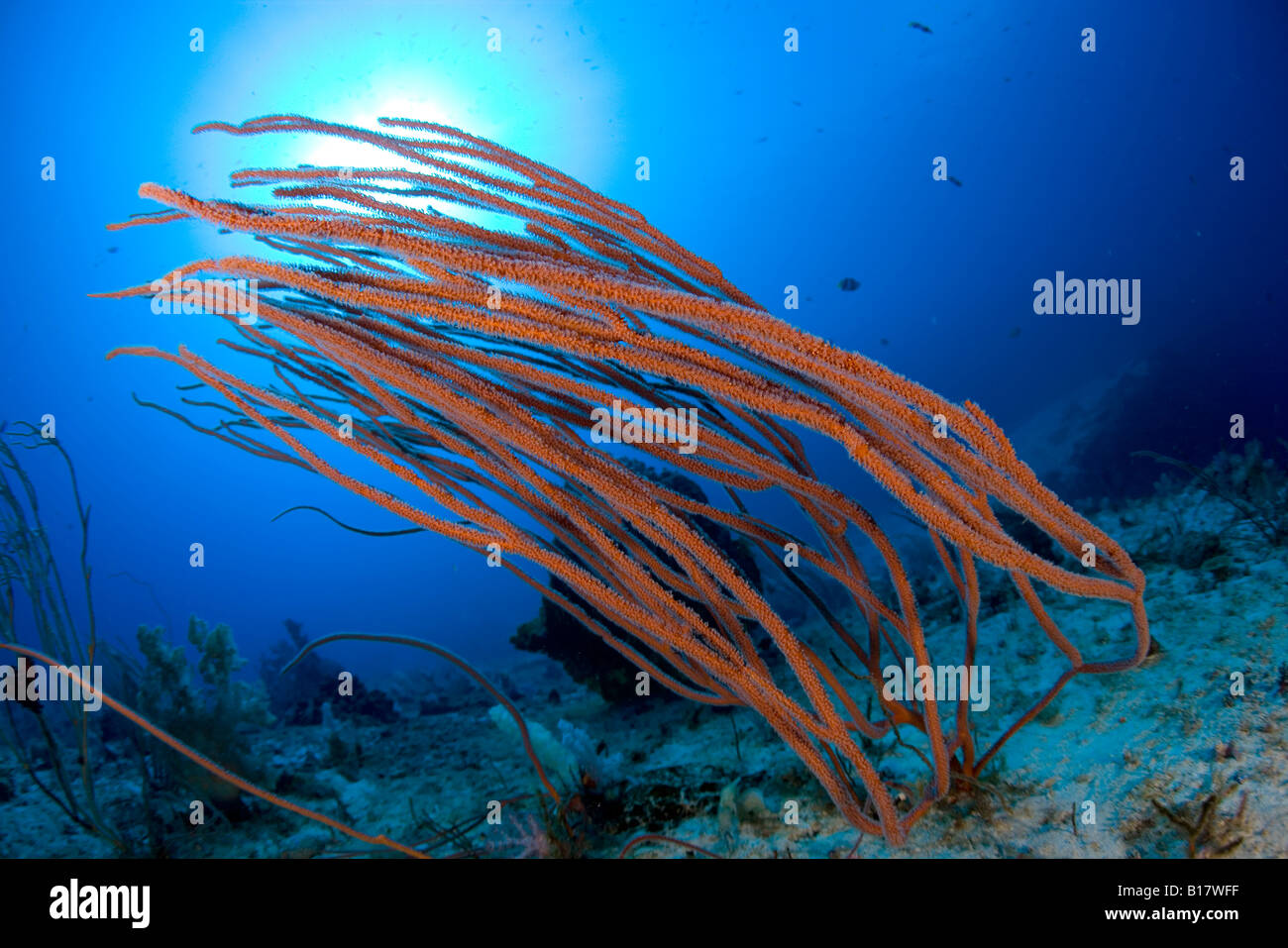 Rotes Meer whip Korallen Ellisella Spec Cabilao Island Central Visayas-Philippinen Stockfoto