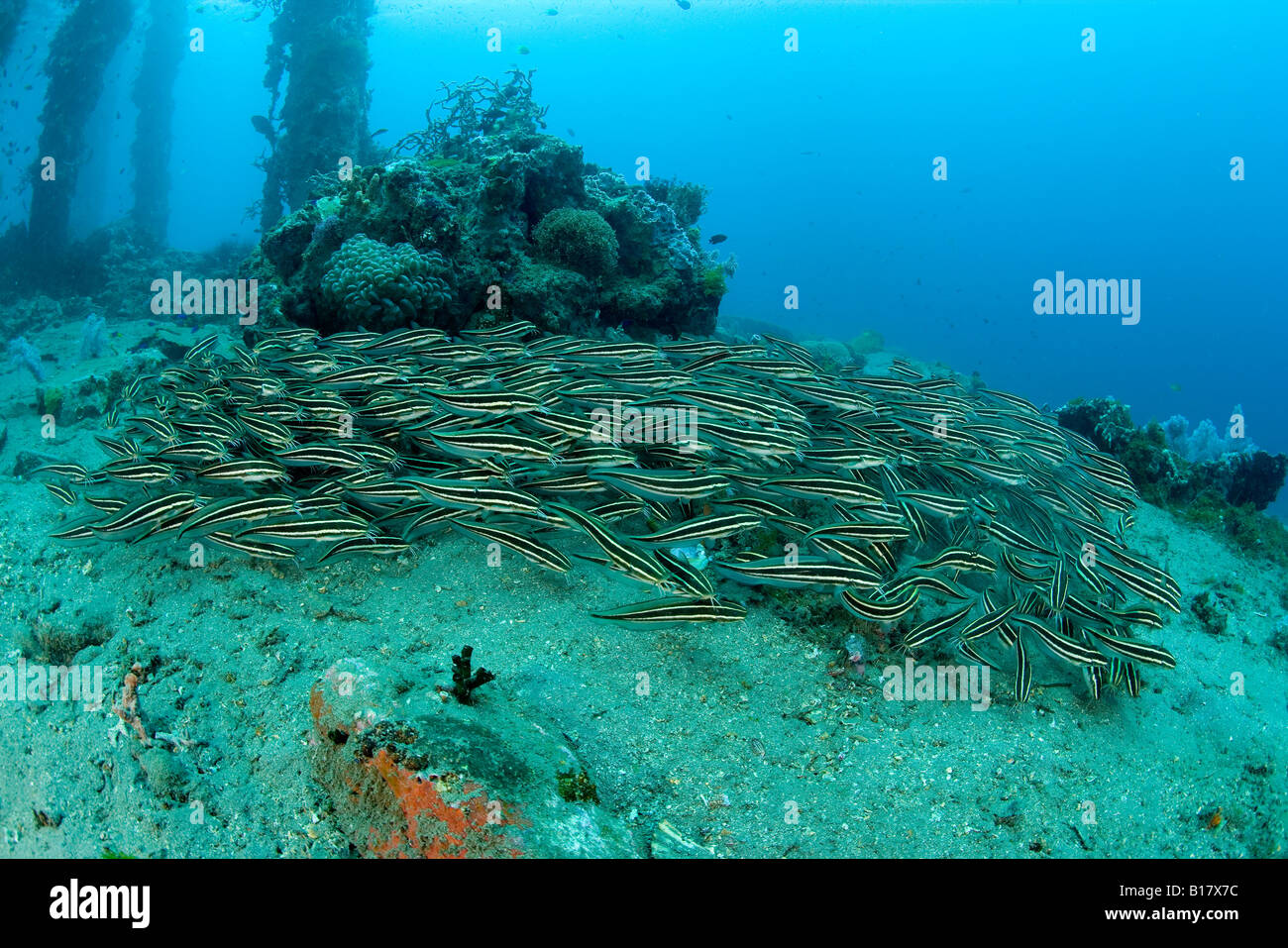 gestreiften Wels Plotosus Lineatus Dumaguete Apo Insel Negros Philippinen Stockfoto