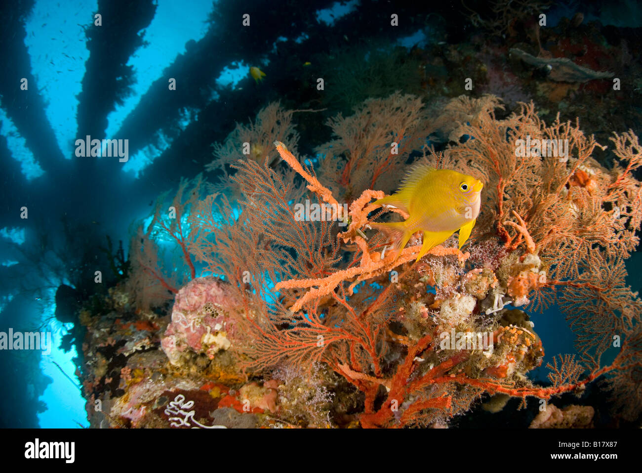 Goldene Sergeant unter dem Pier Amblyglyphidodon Aureus Dumaguete Apo Insel Negros Philippinen Stockfoto