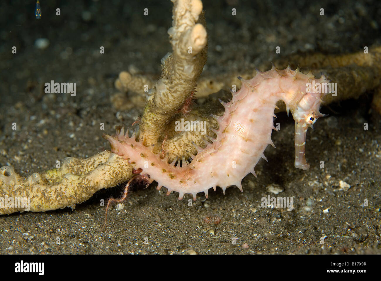 Dornige Seepferdchen Hippocampus Hixtrix Dumaguete Apo Insel Negros Philippinen Stockfoto